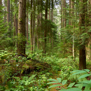 A Call To Adventure: A Tribute to Pacific Spirit Regional Park