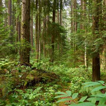 A Call To Adventure: A Tribute to Pacific Spirit Regional Park